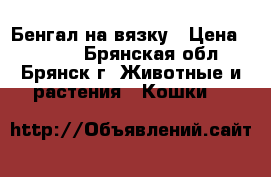 Бенгал на вязку › Цена ­ 8 000 - Брянская обл., Брянск г. Животные и растения » Кошки   